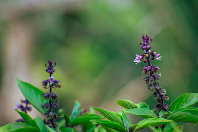 Close-up of purple flowering plant