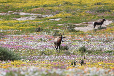 Side view of an animal on field