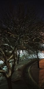 Bare trees on landscape against sky at night