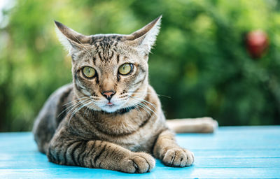 Close-up of tabby cat sitting on table against plants outdoors