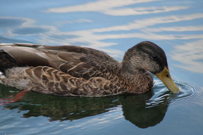 Duck swimming on lake