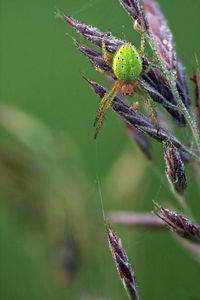 Cucumber green spider - araniella cucurbitina, hanging on a grass in a misty morning 