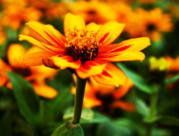 Close-up of flower blooming outdoors