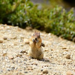 Close-up of an animal on rock