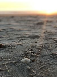 Close-up of seashell on beach