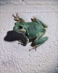 Close-up of frog on retaining wall at night