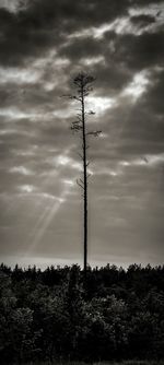 Silhouette tree on field against sky
