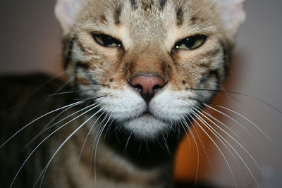 Close-up portrait of cat