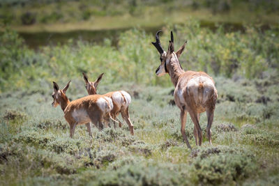 Deer in a field