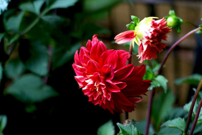 Close-up of red flowering plant