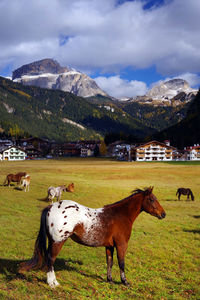 Cows grazing on field against mountains