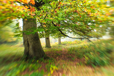 Close-up of tree in autumn