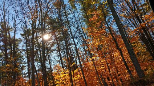 Sun shining through trees