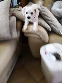 Dog lying down on table at home