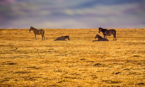 Horses in a field