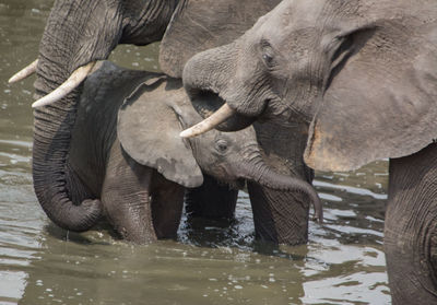 Close-up of elephant drinking water