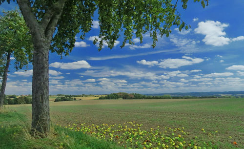 Scenic view of agricultural field against sky