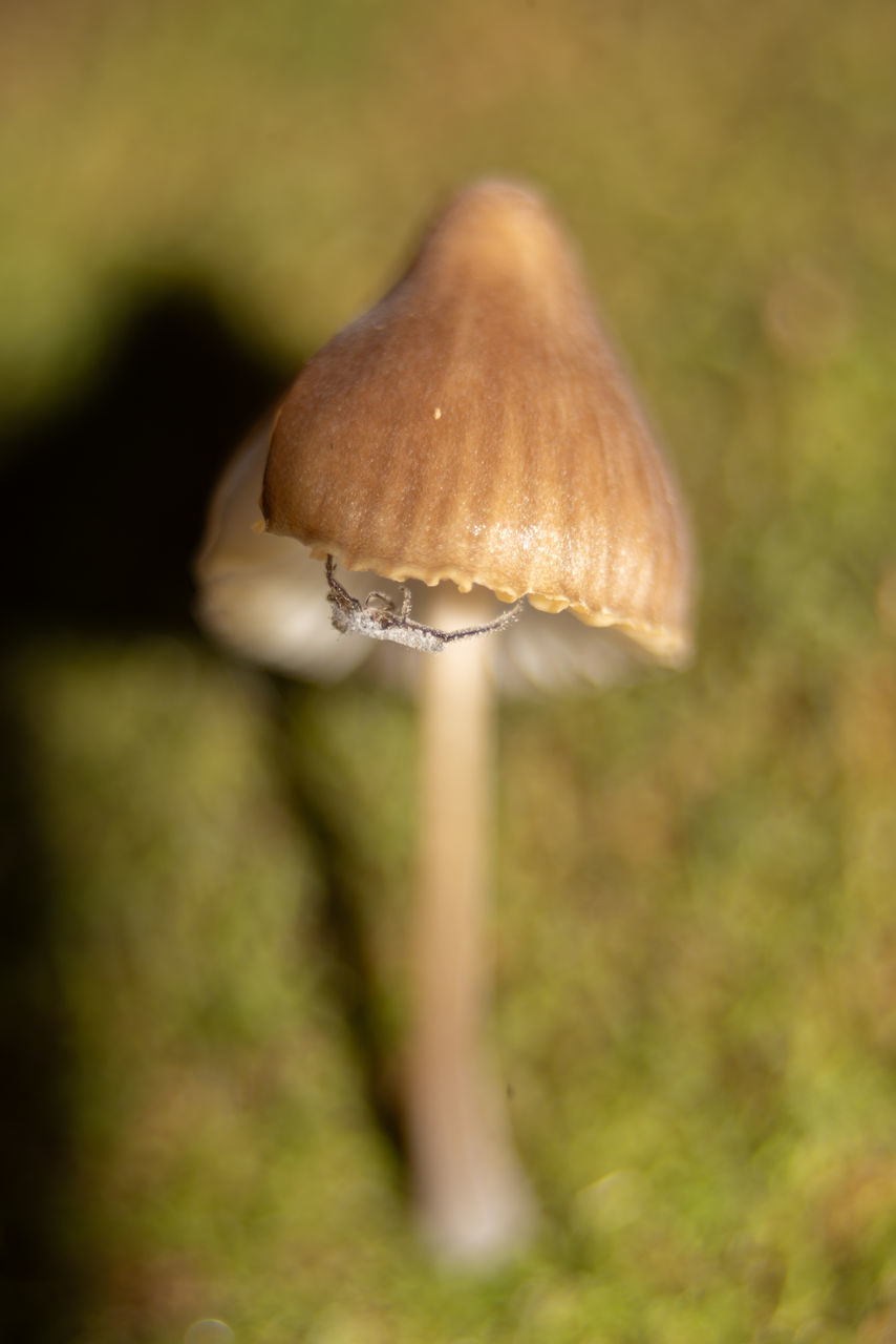 mushroom, fungus, vegetable, nature, food, plant, close-up, growth, macro photography, land, no people, forest, beauty in nature, focus on foreground, food and drink, fragility, toadstool, edible mushroom, freshness, selective focus, tree, outdoors, day, leaf, autumn, brown, moss, penny bun, woodland, grass, agaricaceae
