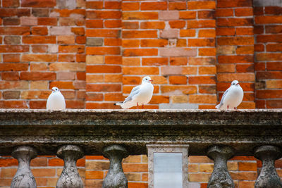 Pigeons perching on brick wall