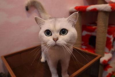 Close-up portrait of cat at home