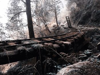 Sunlight falling on old trees in forest