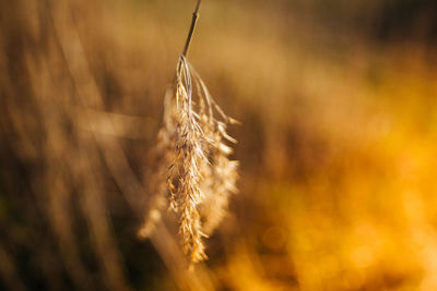 Close-up of stalks in field