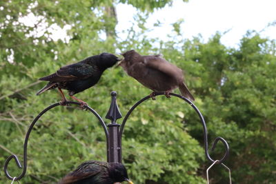 Close-up of birds perching on metal