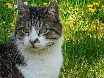 Portrait of a cat on field