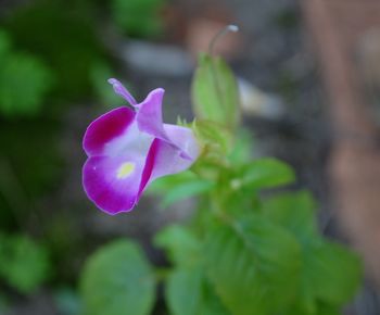 Close-up of pink flower blooming outdoors