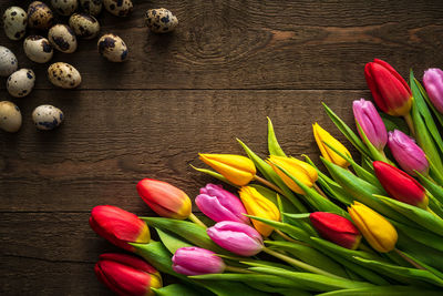 High angle view of multi colored tulips on table