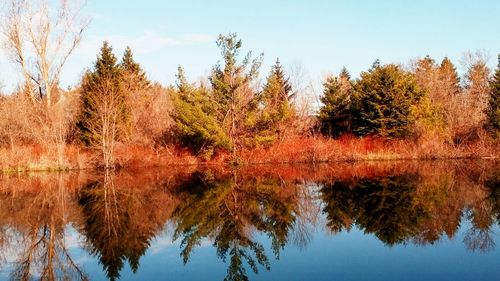 Reflection of trees in lake