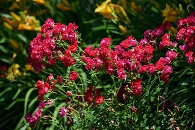 Close-up of pink flowers