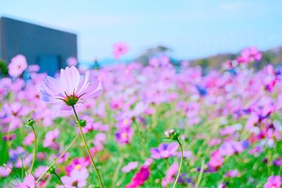 Pink flowers growing on field