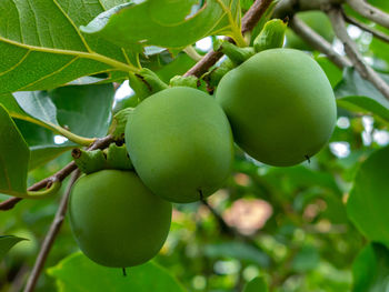 Close-up of apples on tree