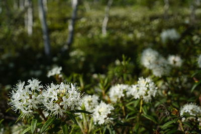 Close-up of white flowers