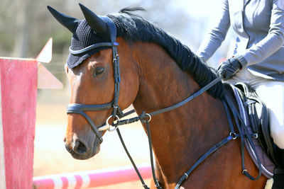 Close-up of a horse