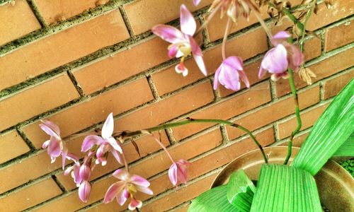 Close-up of pink flowers