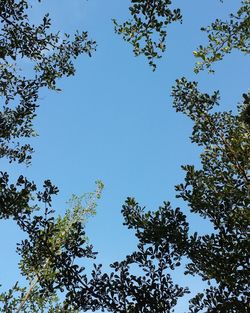 Low angle view of trees against clear sky