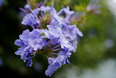 Close-up of purple flowering plant