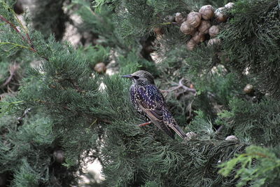 Birds perching on pine tree