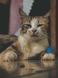 Close-up portrait of a cat