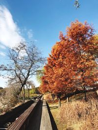 Trees by plants against sky during autumn