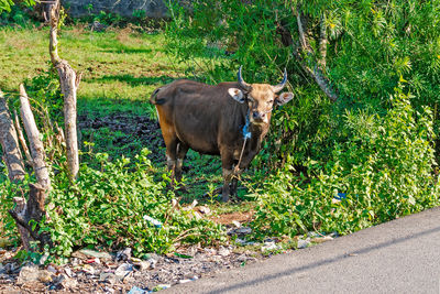 A brown asian cow grazes in a green thicket by the road. bali, indonesia