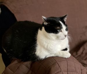 Close-up of cat relaxing at home