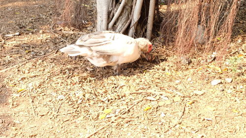 Close-up of bird on field