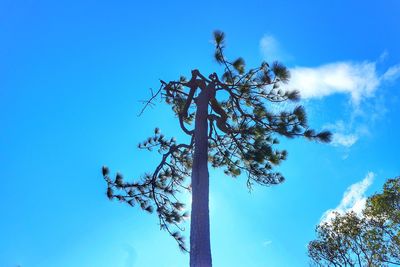 Low angle view of tree against blue sky