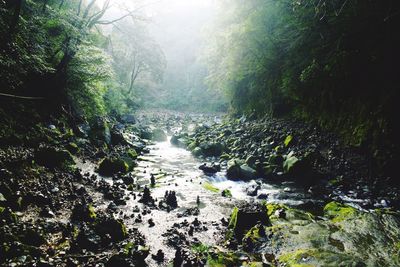 Scenic view of river stream in forest