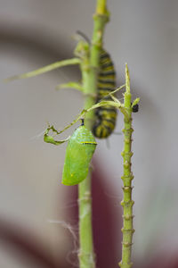 Close-up of insect on plant