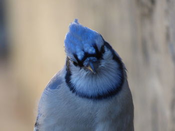 Close-up of blue jay perching outdoors