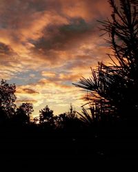 Silhouette of trees at sunset